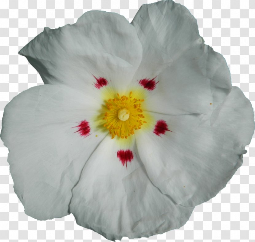 Rosemallows Cut Flowers Art Petal - Flower Transparent PNG