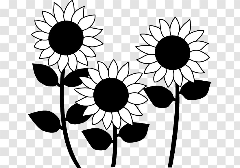 Common Sunflower Black And White Monochrome Painting - Artwork - Design Transparent PNG