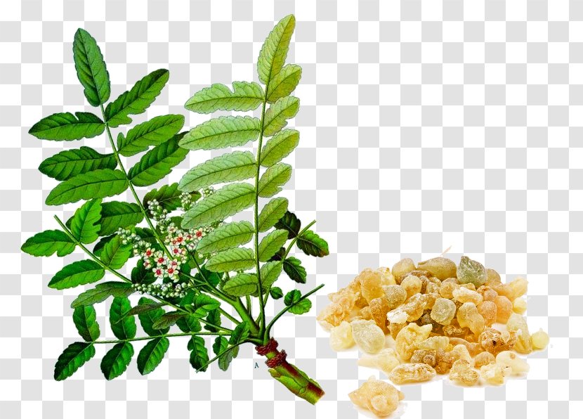 Indian Frankincense Dietary Supplement Anti-inflammatory Extract - Natural Foods - Turmeric Transparent PNG