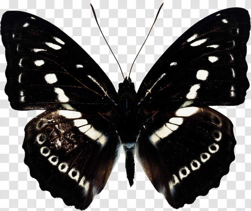 Butterfly Gaussian Blur - Insect - Papillon Transparent PNG