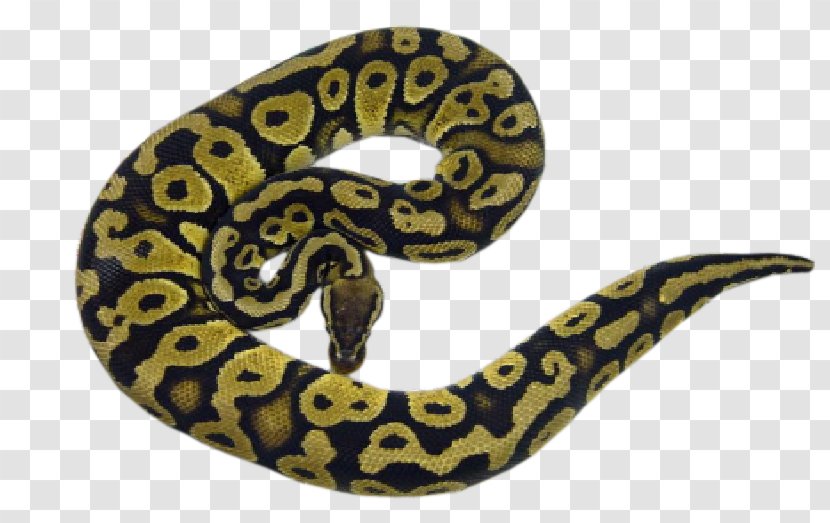 Boa Constrictor Hognose Snake Ball Python Rattlesnake - Sentence Transparent PNG