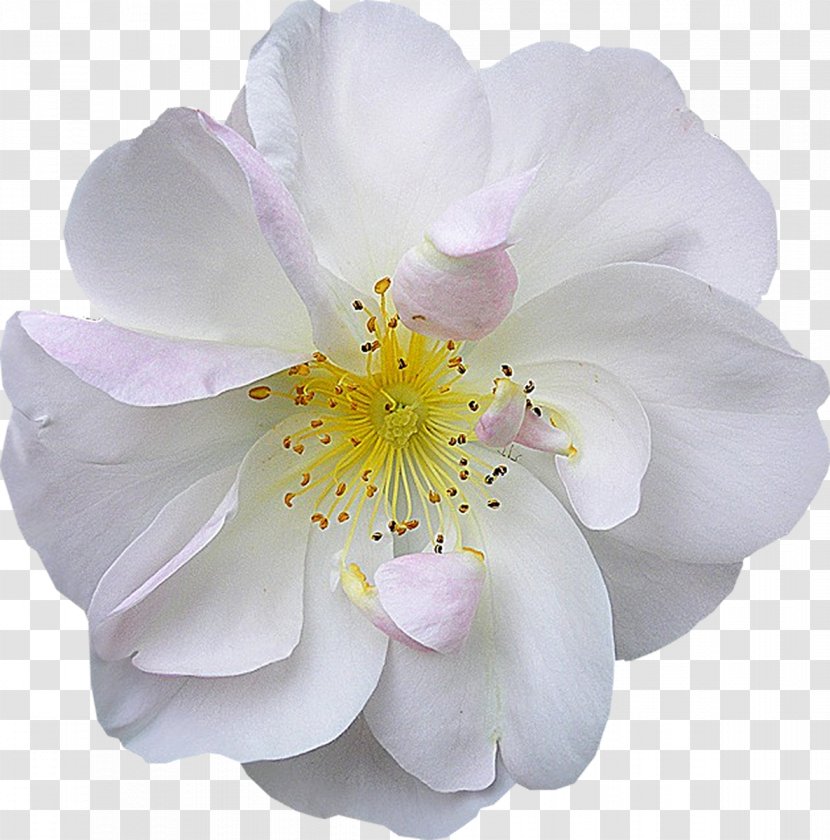 Flower Bouquet White Pseudanthium - Artificial - Anemone Transparent PNG