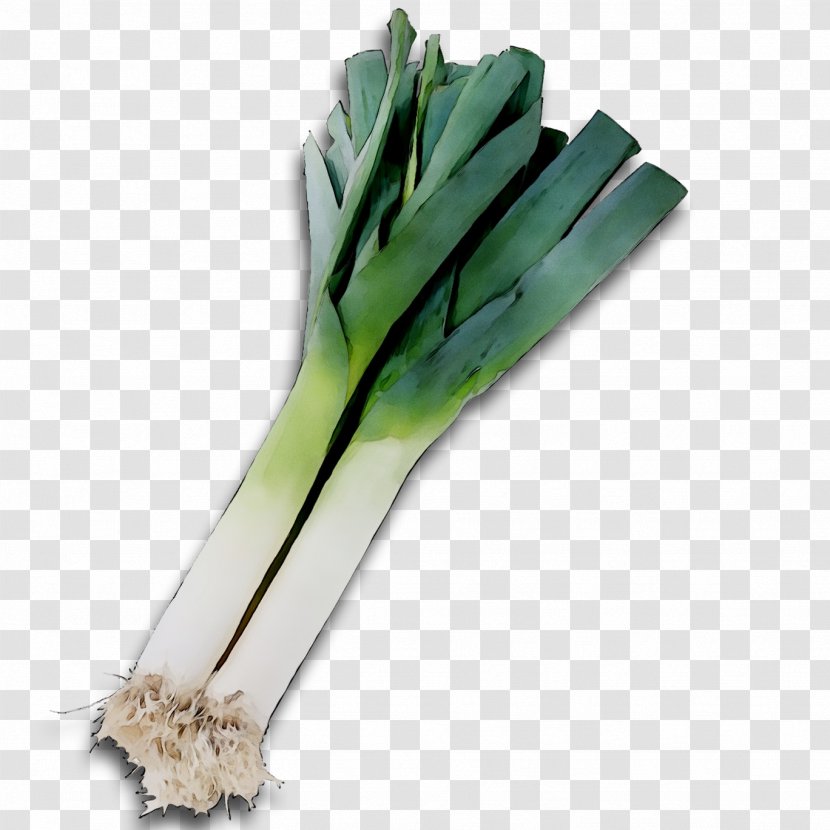 Leek Vegetable Welsh Onion Scallion - Celeriac - Airplane Transparent PNG