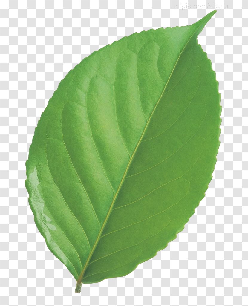 Leaf Circle Green Transparent PNG