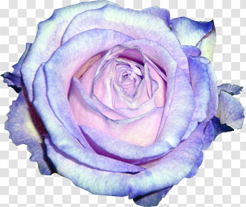 Garden Roses Blue Rose Violet Centifolia - Floribunda - White Transparent PNG