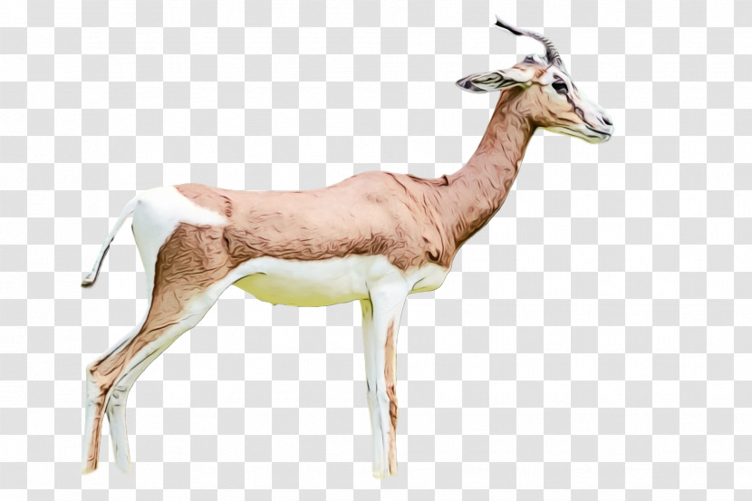 Springbok Oryx Impala Gazelle Deer Transparent PNG