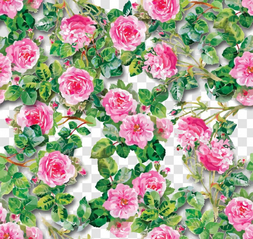 Drawing Illustration - Rose - Hand Drawn Collection Transparent PNG