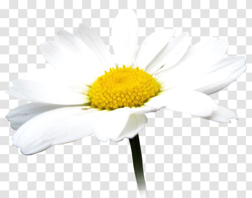 Daisy - Camomile - Yellow Chamomile Transparent PNG