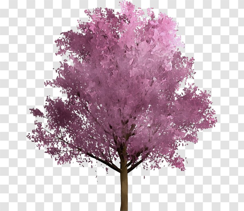 Tree Pink Plant Woody Purple - Magenta - Flower Transparent PNG