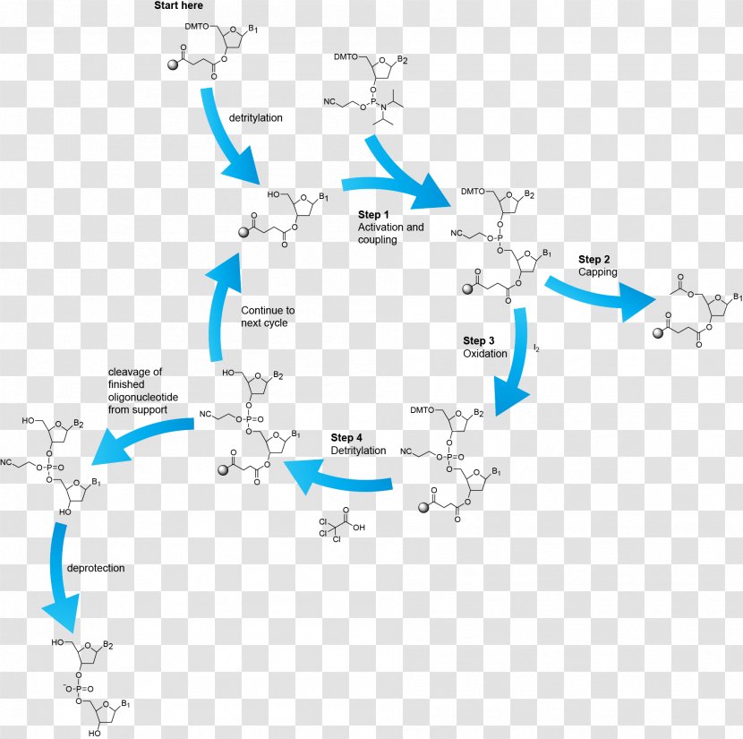 Oligonucleotide Synthesis Phosphoramidite Chemical Peptide - Biology - Acetic Acid Transparent PNG