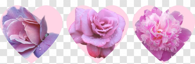 Cut Flowers Floristry Rose Family Petal - Pink - Flower Transparent PNG