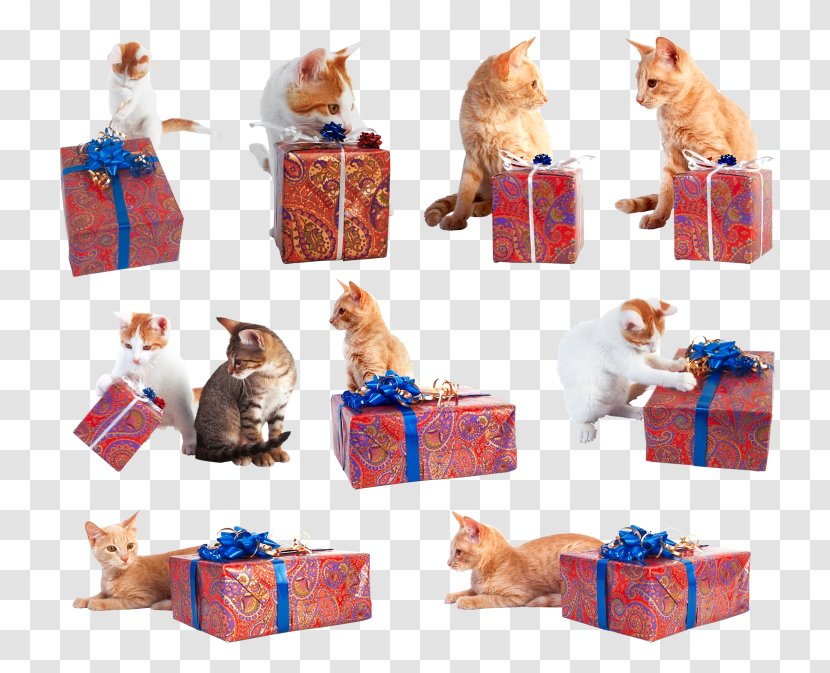 Felidae Cat Christmas Poison - Looking Gift Box Transparent PNG