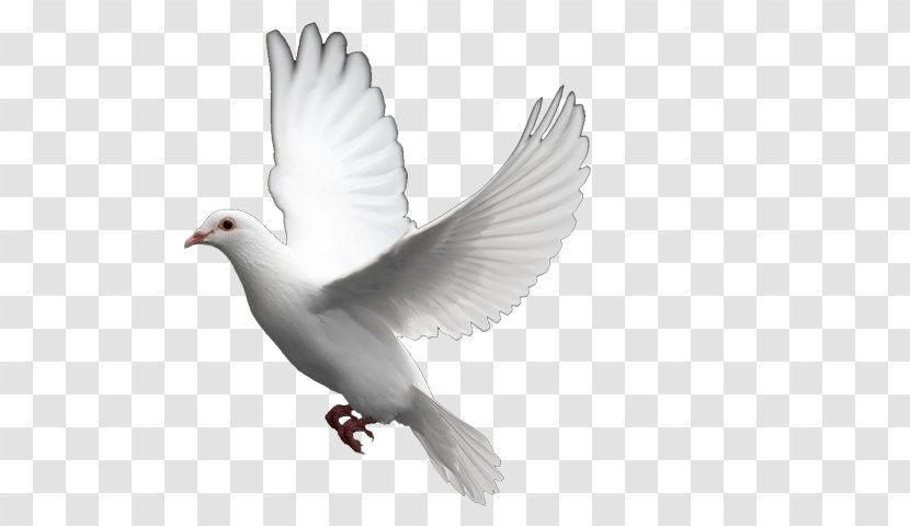 Columbidae Bird Doves As Symbols Domestic Pigeon - European Turtle Dove Transparent PNG