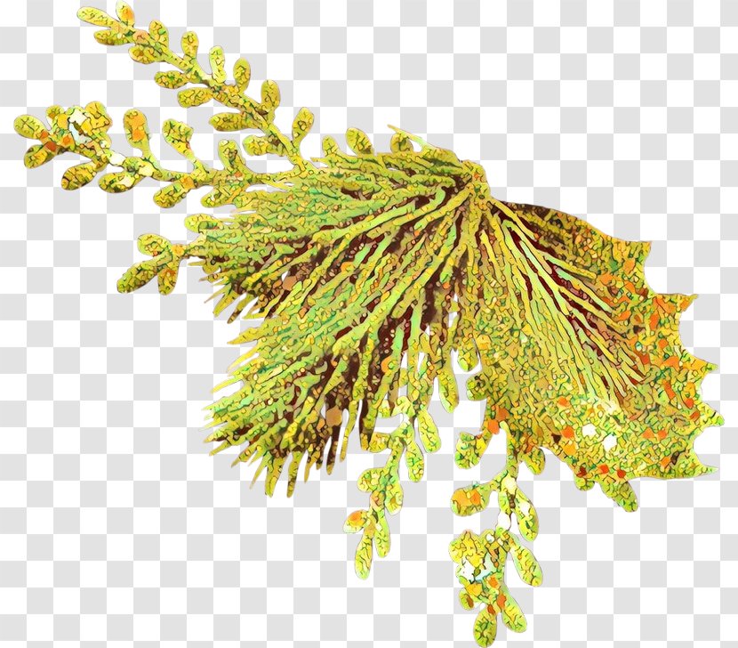 Plant Flower Tree American Larch Vascular Transparent PNG