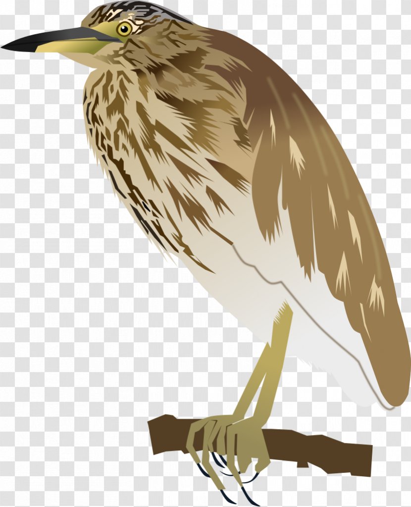 Indian Pond Heron Bird Green Feather - Wing Transparent PNG