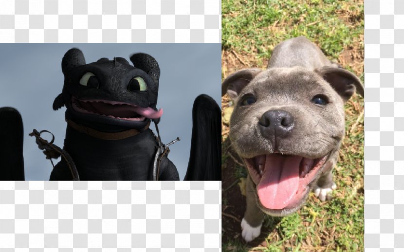 YouTube How To Train Your Dragon Astrid Toothless - Animated Film - Staffordshire Bull Terrier Transparent PNG
