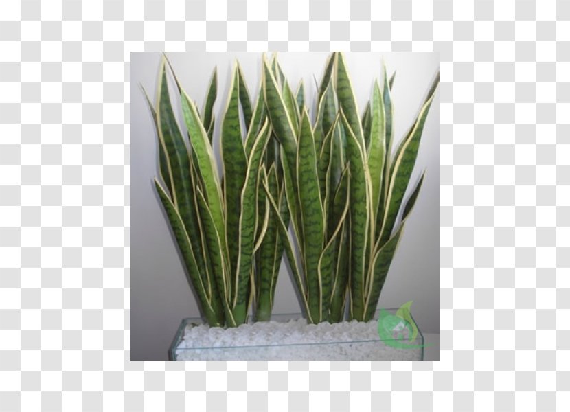 Viper's Bowstring Hemp Plant Rhizome Burknar Sago Palm - Window Box Transparent PNG