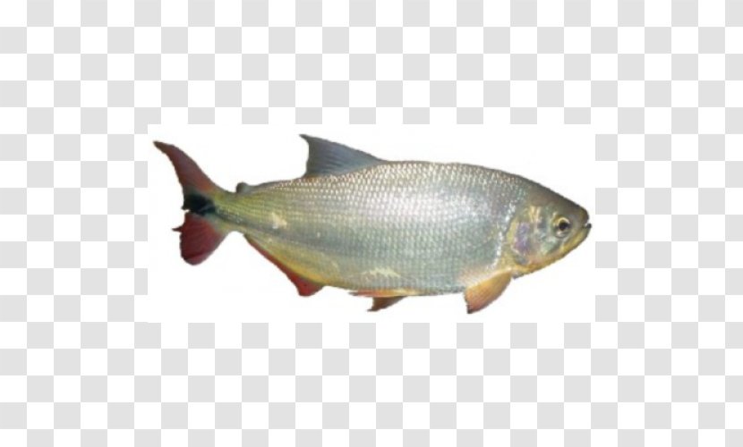 Sardine Salmon Milkfish Juvenile Fish Brycon Hilarii - Organism - Peixe Transparent PNG