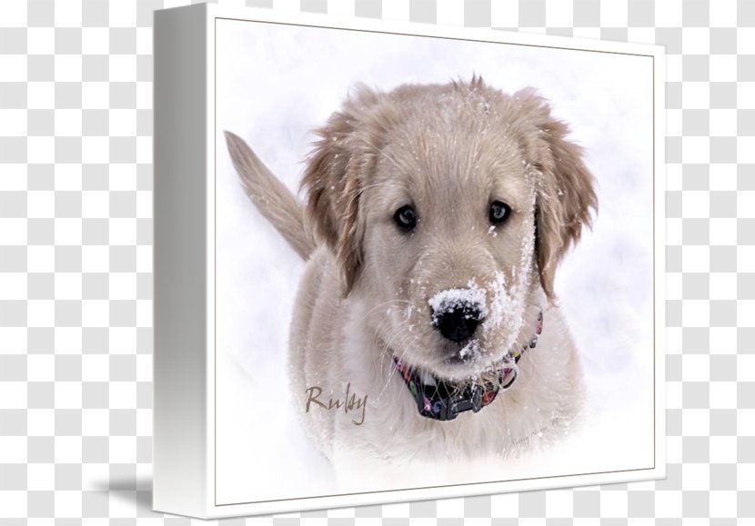 Golden Retriever Puppy Dog Breed Companion - Carnivoran Transparent PNG