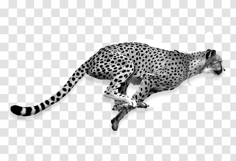 Cheetah Lion Cat Jaguar - Snout Transparent PNG