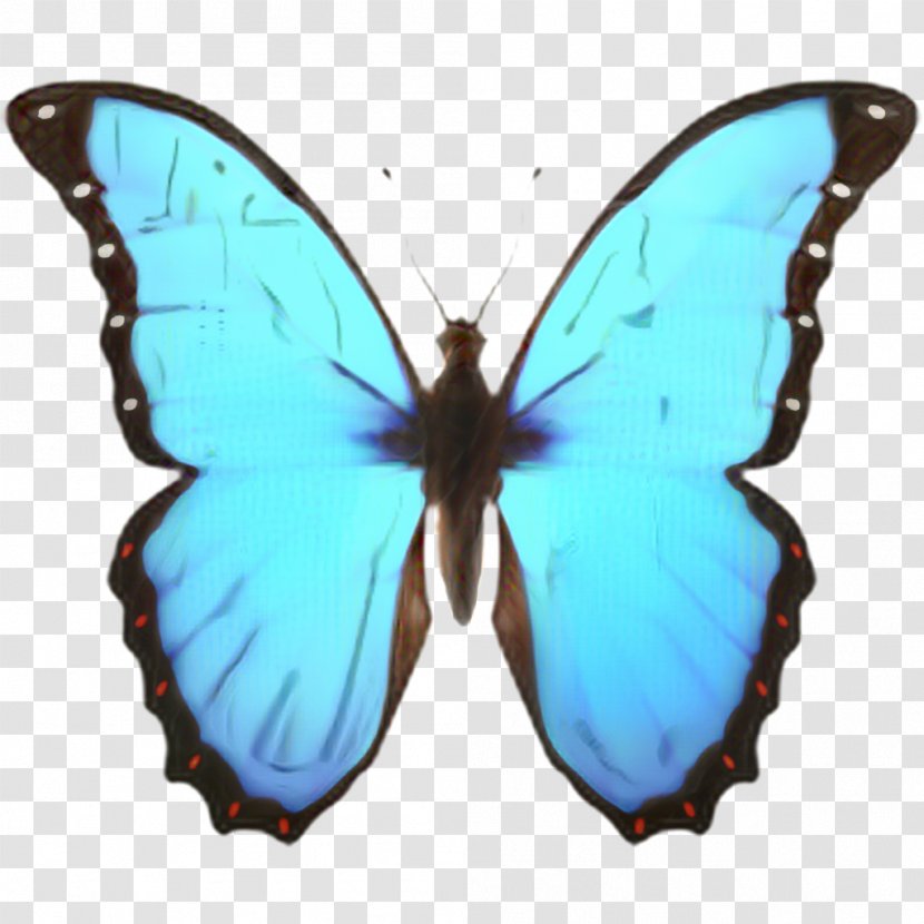 Ios Emoji - Moth - Pieridae Transparent PNG