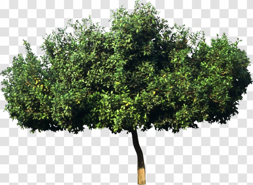 Tree Plant Bombax Ceiba Leaf Green - Bushes Transparent PNG