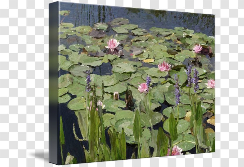 Flower Pond Painting Water Aquatic Plants - Ecosystem - Lilies Transparent PNG