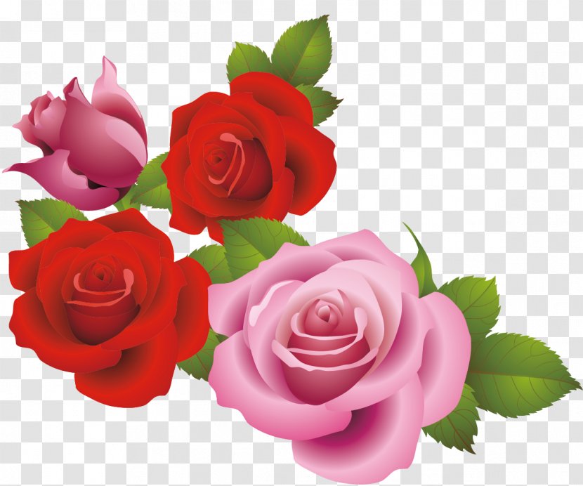 Garden Roses Beach Rose Centifolia Floribunda Pink - Red - Vector Material Sea Transparent PNG