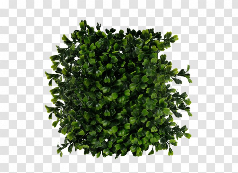 Shrub - Image File Formats - Bush Transparent PNG