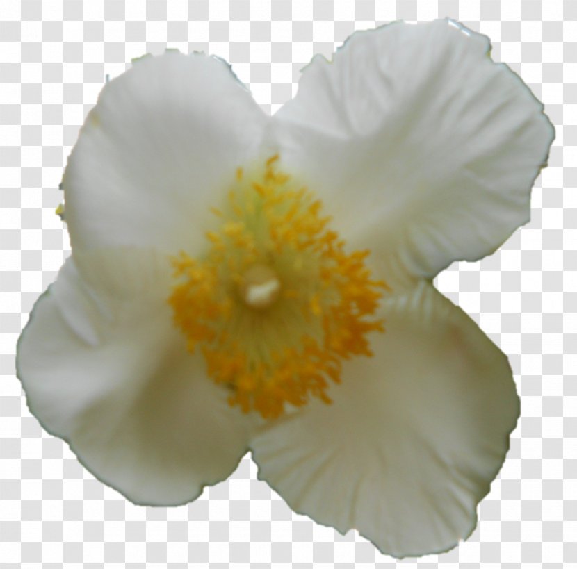 Moth Orchids Mallows Family - Flowering Plant - Darshan Transparent PNG