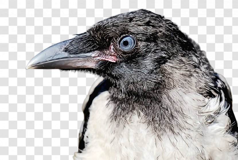 Bird Beak Close-up Crow Raven - Crowlike Cuckoo Transparent PNG