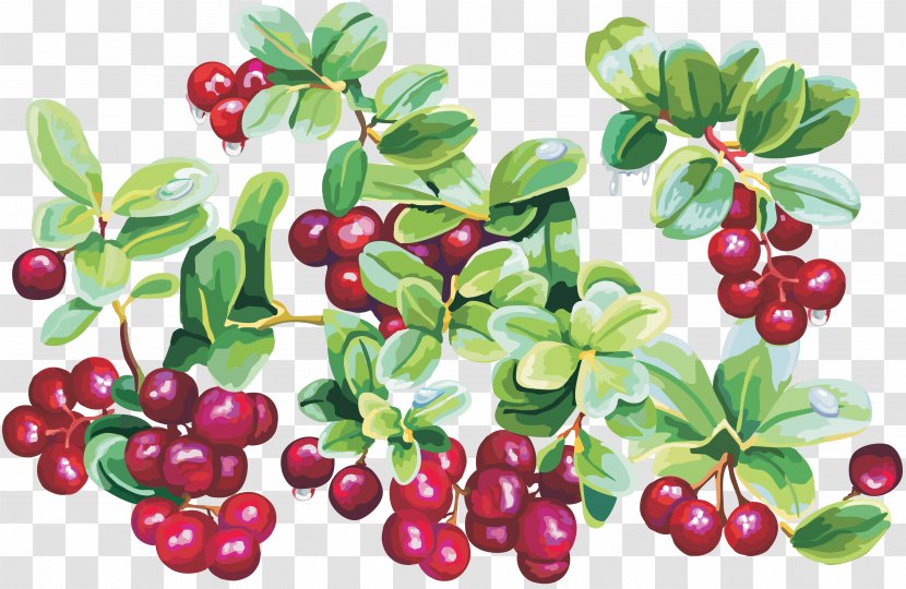 Cherry Cranberry Clip Art - Frutti Di Bosco Transparent PNG