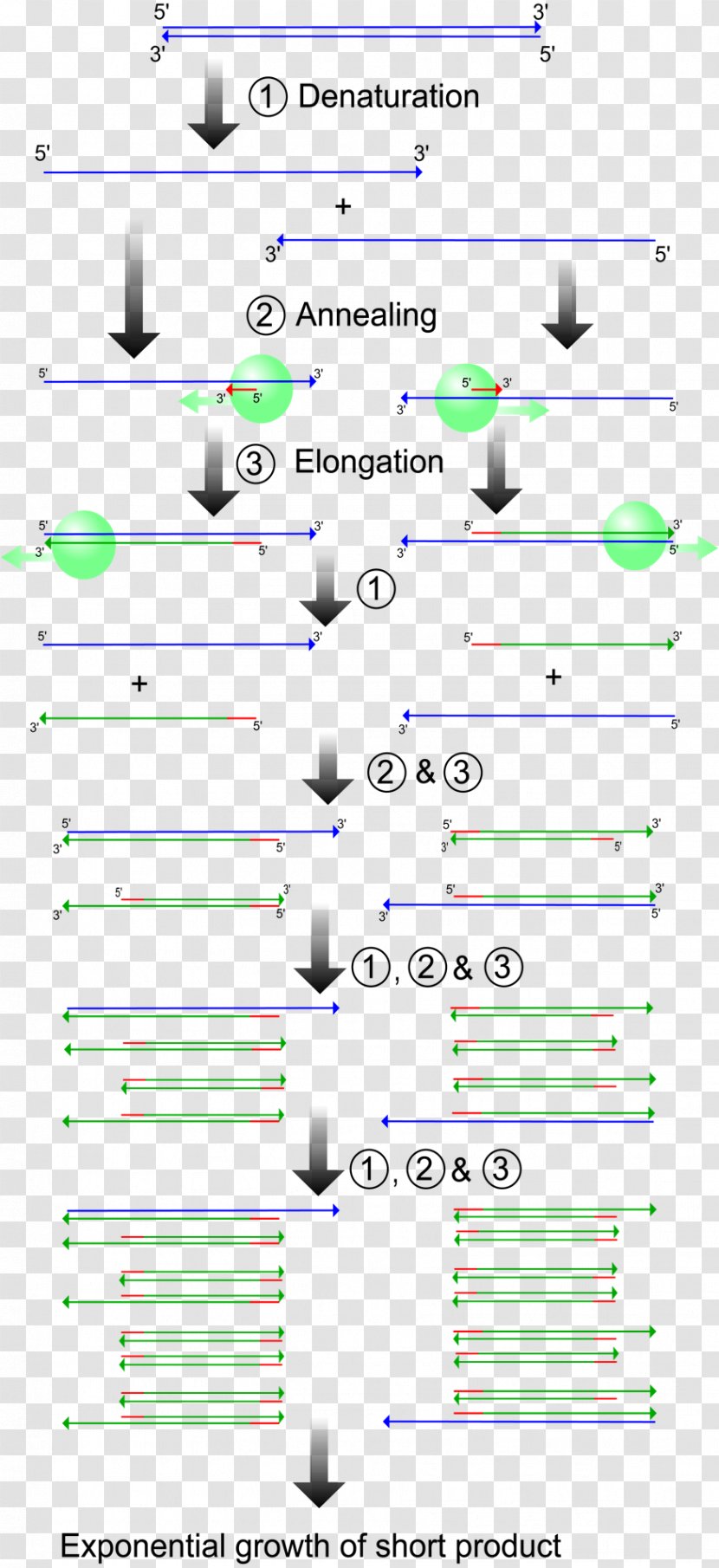 Real-time Polymerase Chain Reaction Genetics Molecular Biology - Text - PCR Transparent PNG