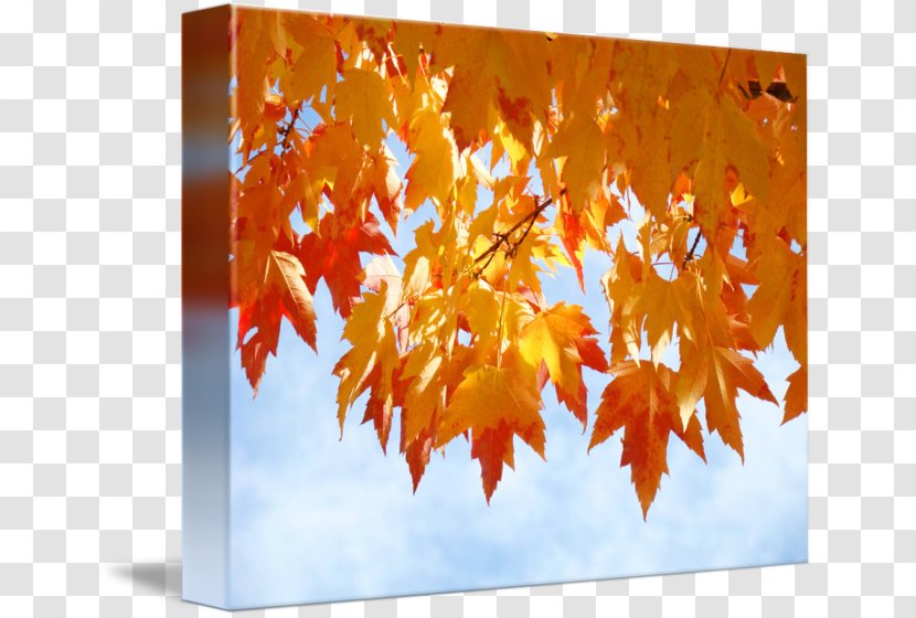 Autumn Leaf Color Gallery Wrap Orange Art - Yellow - Poster Transparent PNG