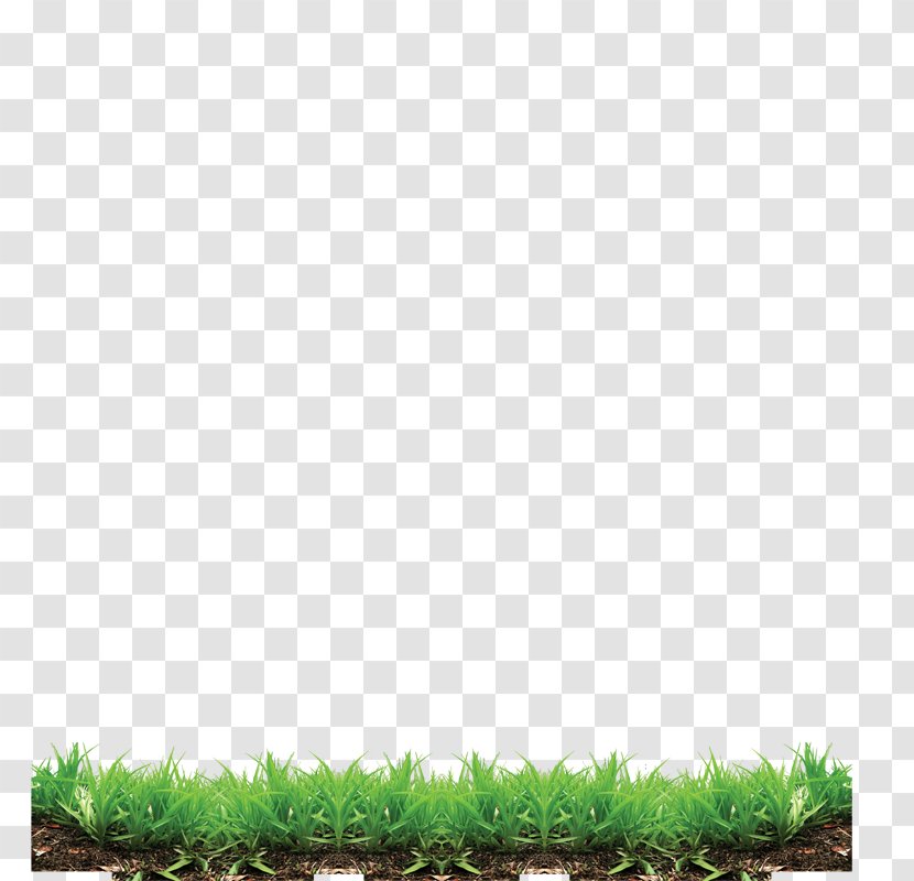 Grass Lawn Clip Art - Sod - Pattern Transparent PNG