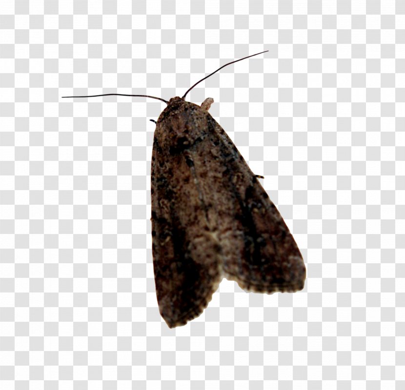 Butterfly Moth Desktop Wallpaper - Arthropod Transparent PNG
