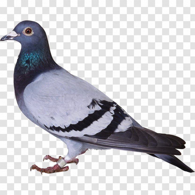 Consonant Hindi Domestic Pigeon Alphabet Columbidae - Pigeons And Doves - Love Bird Transparent PNG