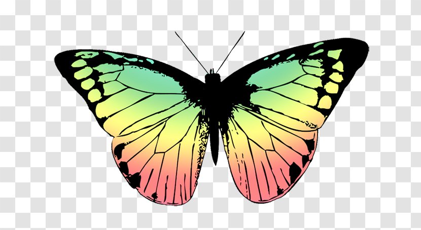 Butterfly Drawing Clip Art - Pollinator - Color Wings Transparent PNG