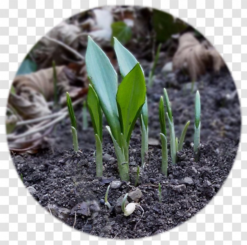 Ramsons Bulb Lily Of The Valley Garlic Transplanting - Herb Transparent PNG