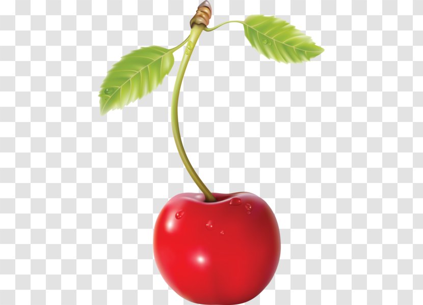 Cherry Cerasus - Plant Transparent PNG