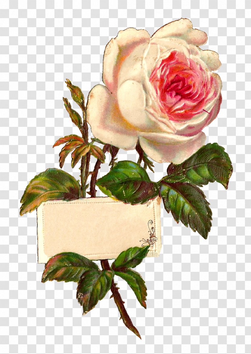 Rose White Clip Art - Black And Transparent PNG