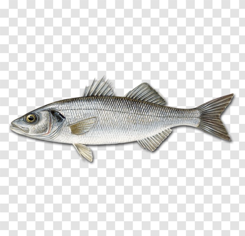 European Bass Pandalus Borealis Fish Japanese Sea - Milkfish - Bifrost Transparent PNG