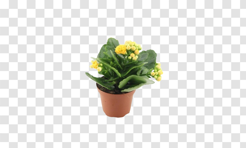 Flower Flowerpot Plant Yellow Houseplant Transparent PNG