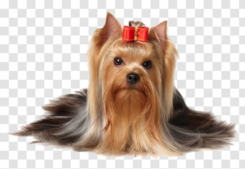 Yorkshire Terrier Scottish Puppy - Australian Silky - Dogs Transparent PNG