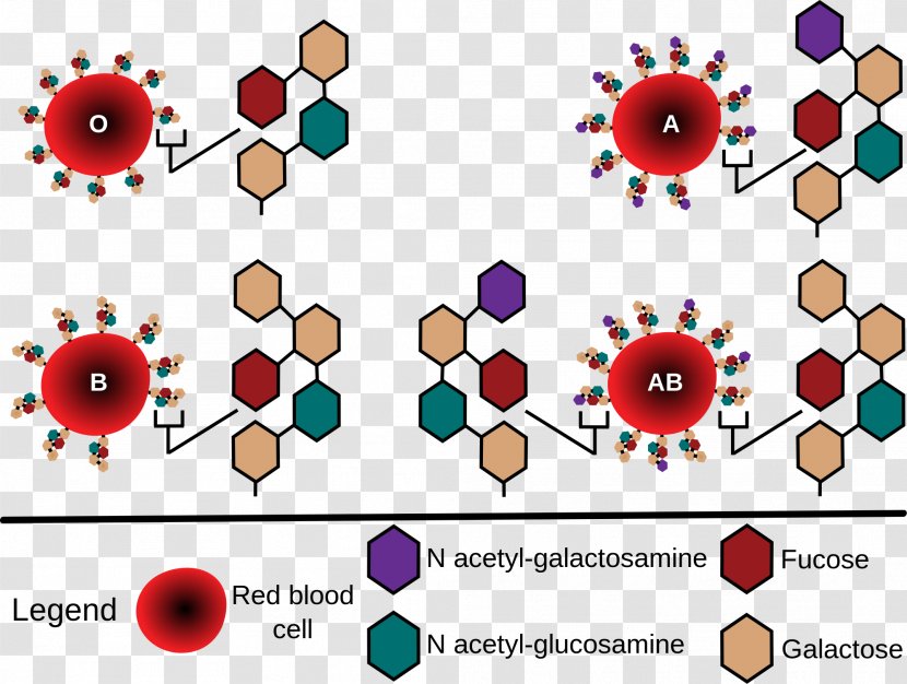 Blood Type Human Group Systems Red Cell ABO Antigen - Frame - BLOOD DONATE Transparent PNG