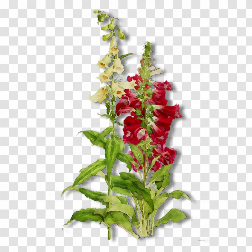 Cut Flowers Floral Design Plant Stem - Flower - Amaranth Family Transparent PNG