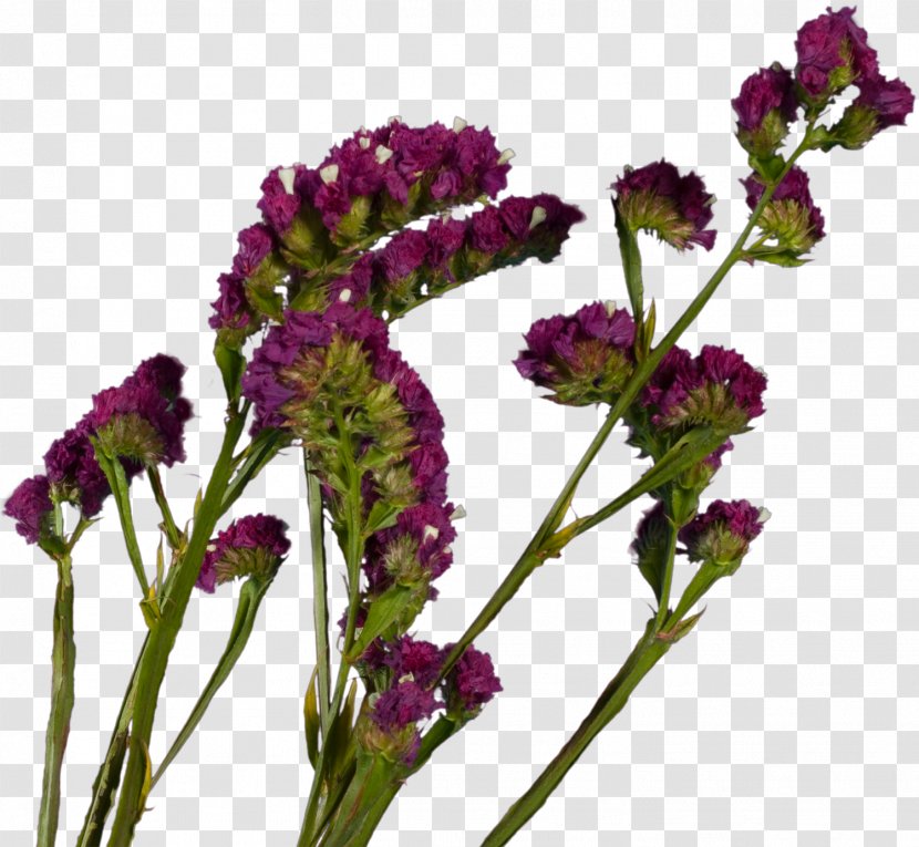 Plant French Lavender Violet Cut Flowers Herb - Flowering - Spring Transparent PNG