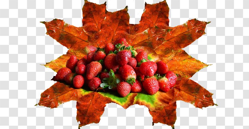 Aedmaasikas Auglis Food Image Resolution - Maple Leaf - Freshle Strawberry Leaves Transparent PNG