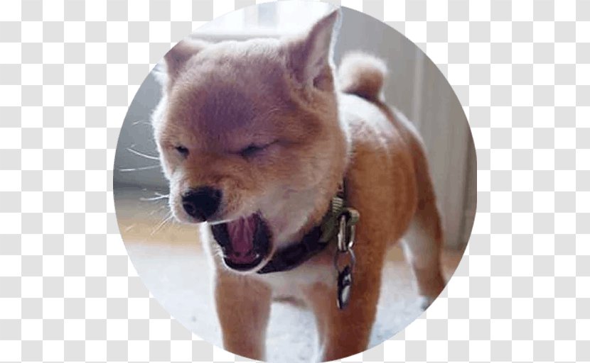 Shiba Inu Puppy Cam Chihuahua Akita - Doge Transparent PNG