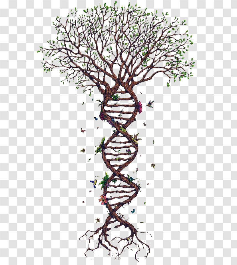 Spiral Tree - Genealogical Dna Test - Organism Transparent PNG